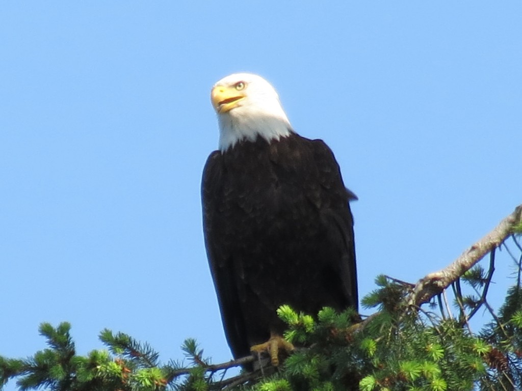 Eagle at Saratoga Beach Resort2